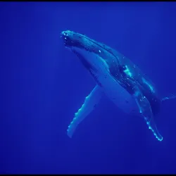 Whale Watching - Amaru