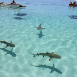 Whale Watching - Amaru