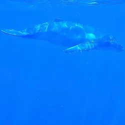 Whale Watching - Amaru