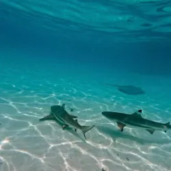 Whale Watching - Amaru