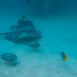 Whale Watching - Amaru