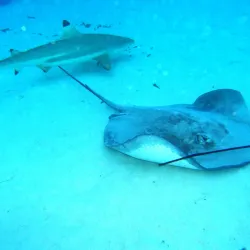 Whale Watching - Amaru