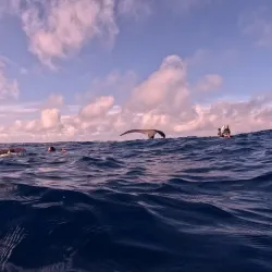 Whale Watching - Amaru