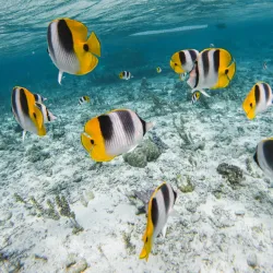 Bora Bora Lagoon - Bora Bora