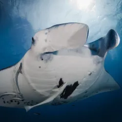 Bora Bora Turtle Centre - Bora Bora