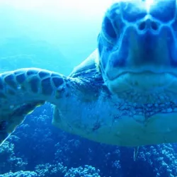 Bora Bora Turtle Centre - Bora Bora