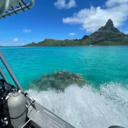 Bora Bora Turtle Centre - Bora Bora
