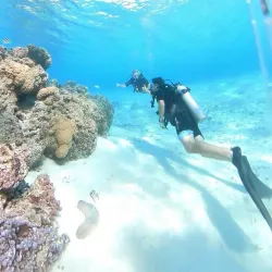 Bora Bora Turtle Centre - Bora Bora