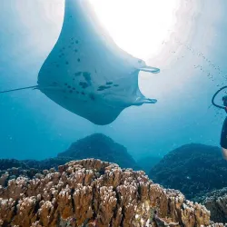 Bora Bora Turtle Centre - Bora Bora