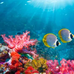 Coral Gardens - Bora Bora