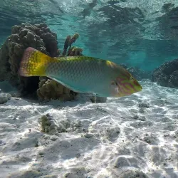 Coral Gardens - Bora Bora
