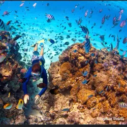 Coral Gardens - Bora Bora