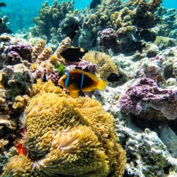 Coral Gardens - Bora Bora