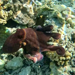 Coral Gardens - Bora Bora