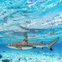 Coral Gardens - Bora Bora