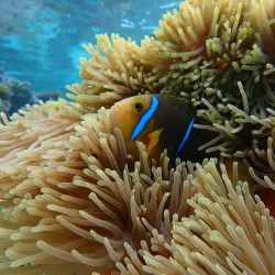 Coral Gardens - Bora Bora