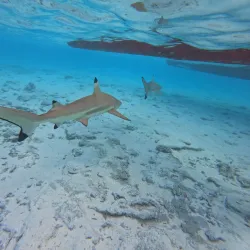 Lagoonarium - Bora Bora