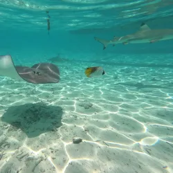 Lagoonarium - Bora Bora