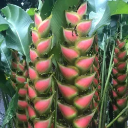 Faarumai Waterfalls - Mahina