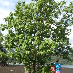 Mahina Coastal Trail - Mahina