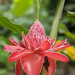 Vaipahi Gardens - Mahina