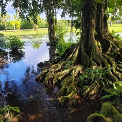 Vaipahi Gardens - Mahina