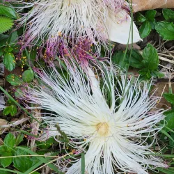 Marae Fare Opu - Mataiea