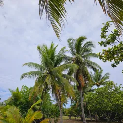 Marae Taputapuatea - Mataiea