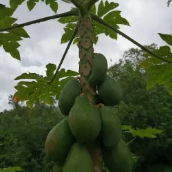 Papeno'o Valley - Mataiea