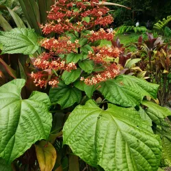 Vaipahi Gardens - Mataiea