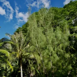 Arahoho Blowhole - Papeari