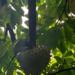 Coastal Hiking Trails - Papeari