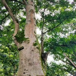 Coastal Hiking Trails - Papeari