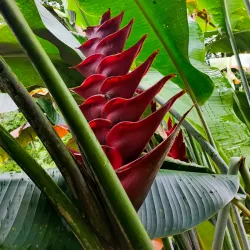 Coastal Hiking Trails - Papeari