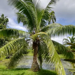 Papeari Bay - Papeari