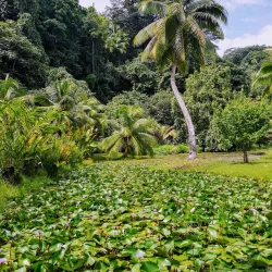 Papeari Village Market - Papeari