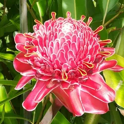 Papeari Village Market - Papeari