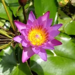 Papeari Village Market - Papeari