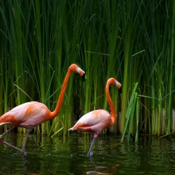 Papeari Village Market - Papeari