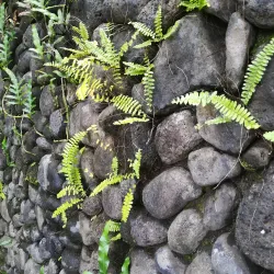 Papeari Village Market - Papeari