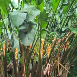 Papeari Waterfalls - Papeari