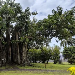 Vaipahi Gardens - Papeari