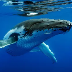Punaauia Lagoon - Punaauia