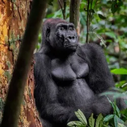 Local Wildlife Observation - Mbigou