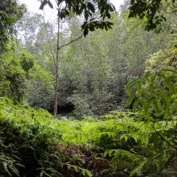 Nearby Rainforest Trails - Mbigou