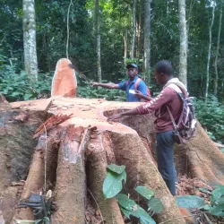 Nearby Rainforest Trails - Mbigou