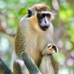 Bijilo Forest Park (Monkey Park) - Bijilo