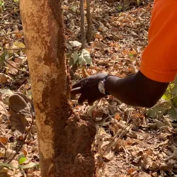 Local Village Tours - Busumbala