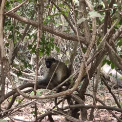 Nature Walks and Bird Watching - Busumbala
