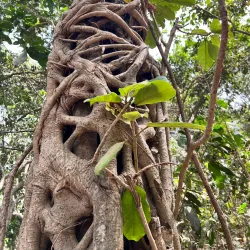 Abuko Nature Reserve - Kotu
